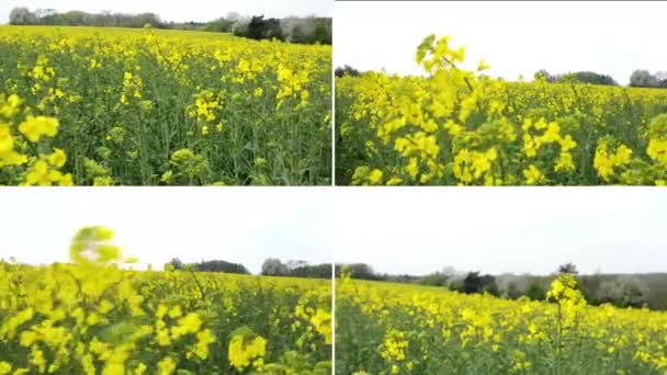 Montaje 4K (compilación) - campo con cultivo amarillo — Vídeos de Stock