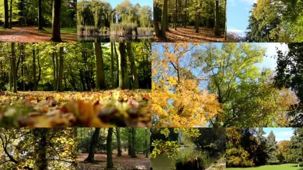 4K MONTAGE (Мбаппе) - Autumn park (лес-деревья) - опавшие листья - sunny rays (sunny) - forest (деревья) - lake — стоковое видео