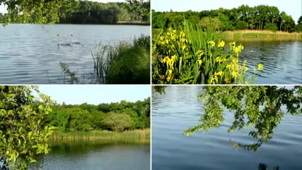 4k montázs (válogatás)-tó és a zöld fák, sárga virágok-hattyúk — Stock videók