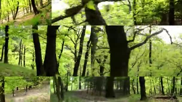 Montaje 4K (compilación) - bosque - steadicam - caminar y correr en el bosque — Vídeos de Stock