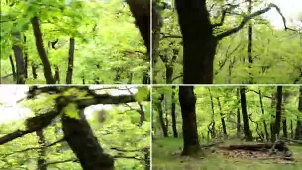 Montaje 4K (compilación) - bosque - steadicam - caminar y correr en el bosque — Vídeos de Stock
