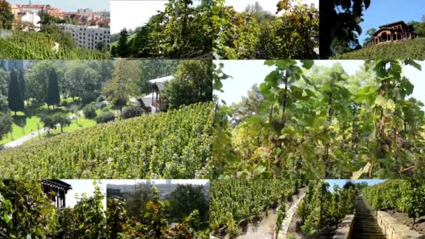 4 к фотомонтаж (компіляція) - виноградники (виноградного вина) - будівництво - Синє небо - Сонячний — стокове відео
