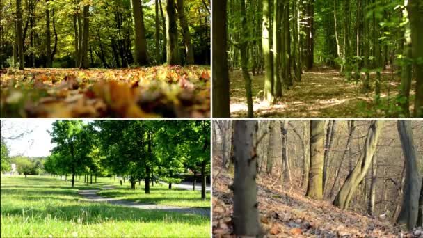 Compilazione 4K (montaggio) - natura - alberi (forestali) - quattro stagioni — Video Stock