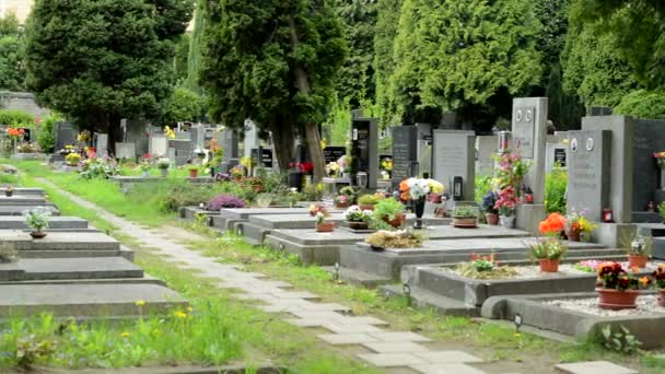 Prag, Tschechische Republik - 2. Mai 2015: Friedhof - Grabsteine (Blumen) — Stockvideo