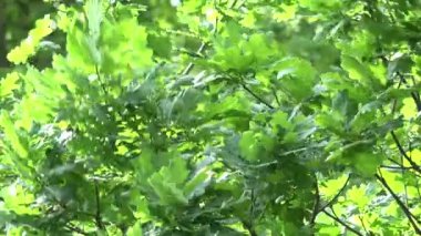 doğa - orman - yeşil ağaç - rüzgar - closeup
