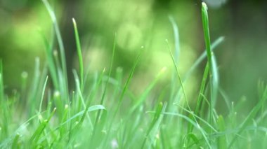 meltemde hareket eden yeşil çimen