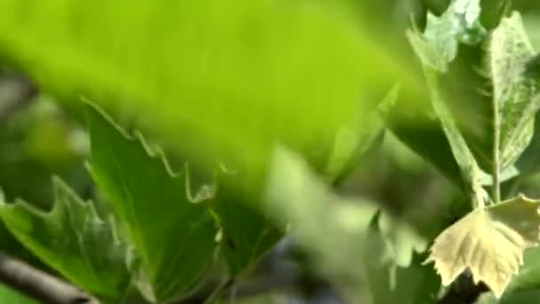 Природа - зелене дерево: гілка - вітер крупним планом — стокове відео