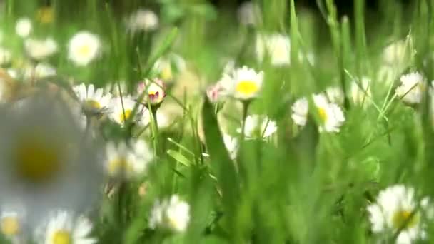 Трава с цветами - лето - солнечные лучи - ветер — стоковое видео