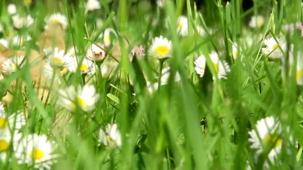 Grama com flores - close-up - verão - raios de sol - vento — Vídeo de Stock