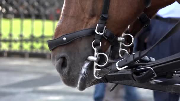 Horse on the street - closeup mouth - people walking in the background — Stock Video