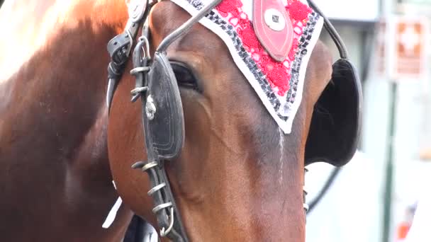 Paard op straat-close-up hoofd — Stockvideo