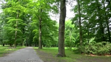 yol ile park (orman) panoraması - yaz