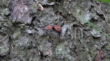 iki hata birlikte ağaç kabuğu üzerinde gerçek