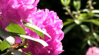 pembe çiçekler - park - closeup çiçeklenme