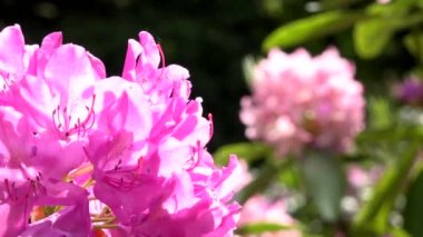 pembe çiçekler - park - closeup çiçeklenme