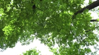 (park) - ağaçlar - treetop - yapraklar - rotasyon orman