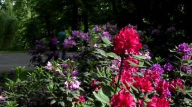 -park - insanlar yürüyüş ve arka planda çalışan çiçek açan kırmızı çiçekler