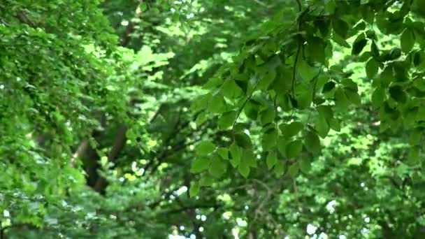 나뭇가지-잎의 근접 촬영 — 비디오