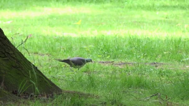 Pombo no parque - grama verde — Vídeo de Stock