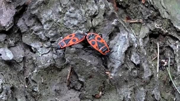 Deux vrais insectes ensemble sur l'écorce d'arbre - gros plan — Video