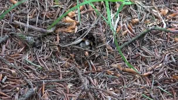 Bumblebee burrows in the ground — Stock Video