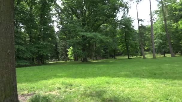 Panorama del parque (bosque) - verano — Vídeos de Stock