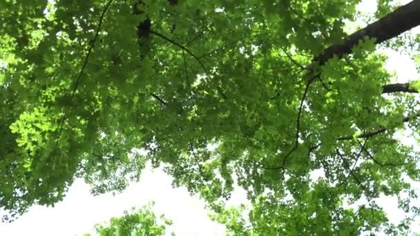 (公園) - 木 - 梢 - 紅葉 - 回転を森します。 — ストック動画