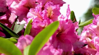 çiçek açan Pembe çiçek - park