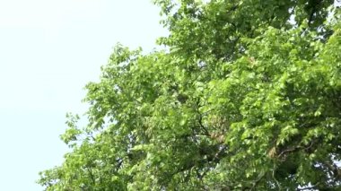 Orman - ağaç - treetop - sky - portre