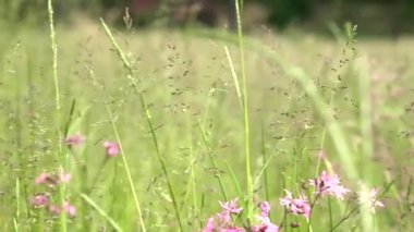 çayır (uzun boylu çim ve pembe çiçekler) - closeup