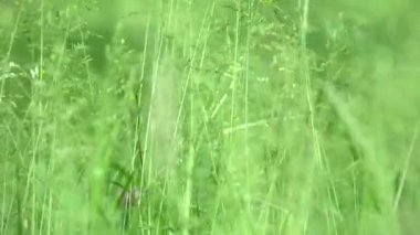 meltemde hareket eden yeşil çimen