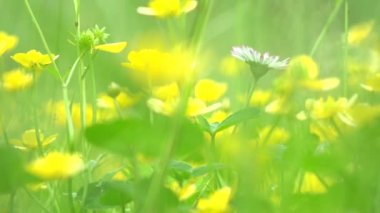 çayır (uzun boylu çim ve sarı çiçekler) - detay