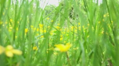 çayır (uzun boylu çim ve sarı çiçekler) - aşırı uzun çekim aşırı closeup yakınlaştırma