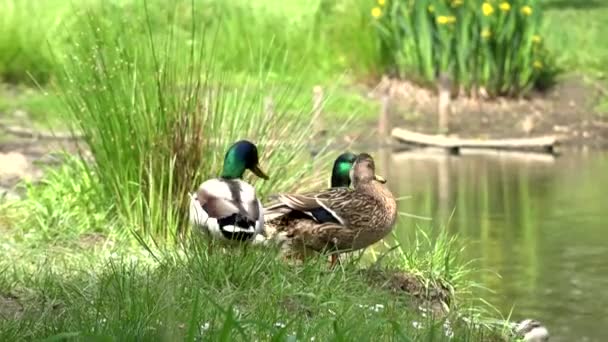 Patos en la orilla del río — Vídeo de stock