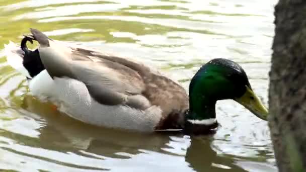 Утка плавает на пруду — стоковое видео