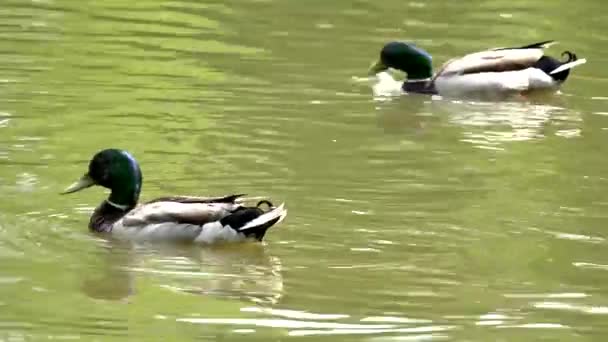 Две утки плывут по пруду — стоковое видео