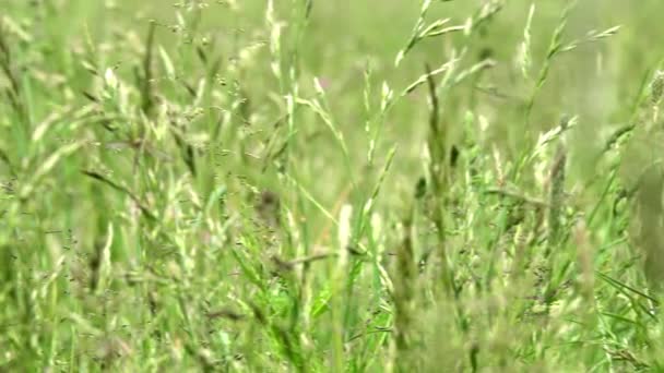 Park - meadow (hoog gras) - closeup — Stockvideo