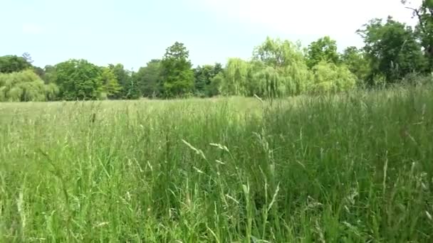 Park - weide (hoog gras) met forest op achtergrond — Stockvideo