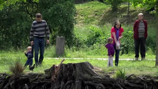 Praha, Česká republika - 31 května 2015: Rodina krmit kachny - rybník — Stock video
