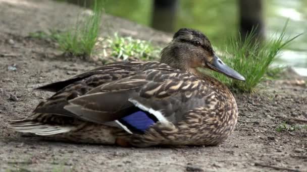 Duck sitting on a riverbank — Stock Video