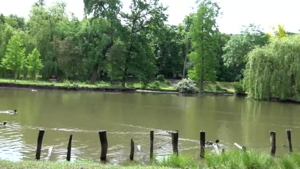 Natur - Park mit Teich - Menschen entspannen sich im Park — Stockvideo