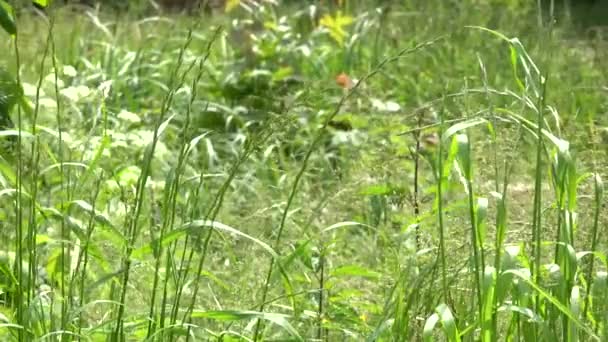 Park - meadow (hoog gras) - closeup — Stockvideo