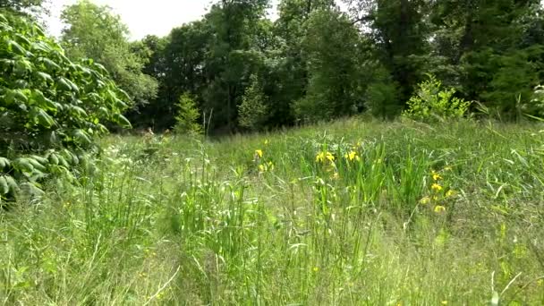 Park - Wiese (hohes Gras) mit Wald im Hintergrund — Stockvideo