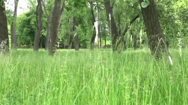 Parque - prado (hierba alta) con bosque (árboles) en el fondo — Vídeos de Stock