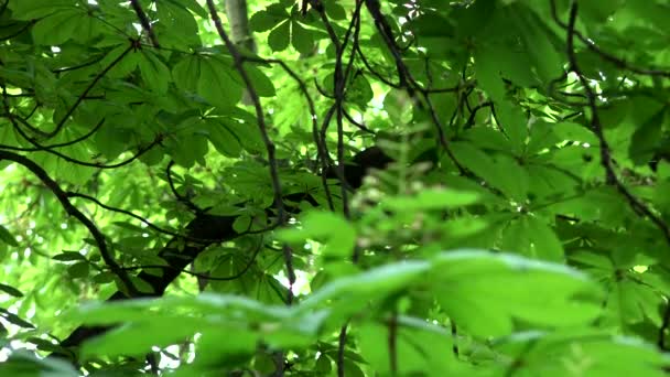 Forest (park) - trees - foliage closeup — Stock Video