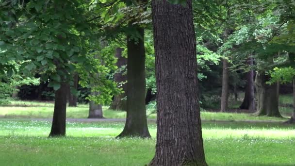 Wald (Park) - Bäume - Nahaufnahme — Stockvideo