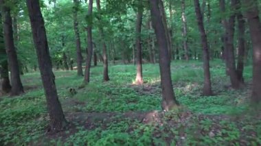 Doğa (orman) - ağaçlar