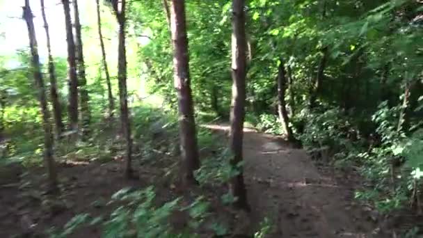 Природа (лес) - деревья - дорога - солнечный свет — стоковое видео