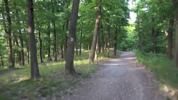 Volar a través del bosque (naturaleza) - árboles - carretera - luz solar — Vídeo de stock