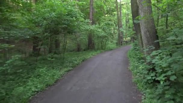 Naturaleza (bosque) - árboles - carretera — Vídeo de stock